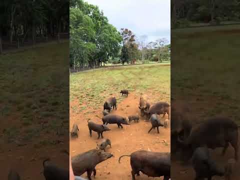 Our interns don’t just work in paradise, they explore it too.🌺 A Kauai safari = unforgettable