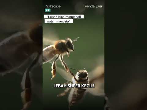 Lebah bisa mengenali wajah manusia?! #short #youtubeshorts
