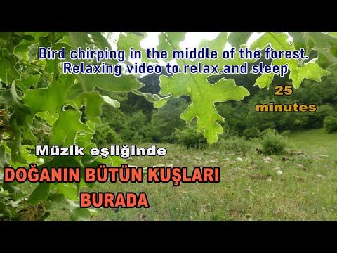BÜTÜN KUŞLARI BİR ARADA Bird chirping in the middle of the forest. Relaxing video to relax and sleep