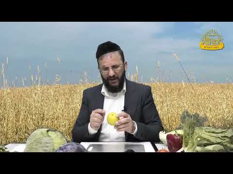 ממשיכים בהדרכה החשובה - מה נשים לב בגמבה עגבניה ולימון?