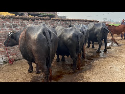 Buffalo Farming in Pakistan 