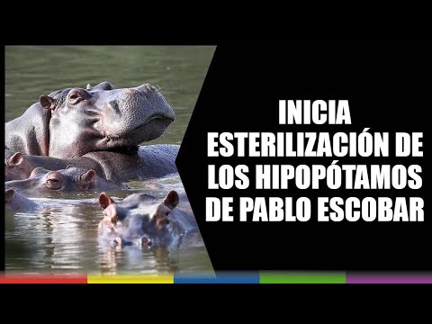 Inicia esterilización de los hipopótamos de Pablo Escobar