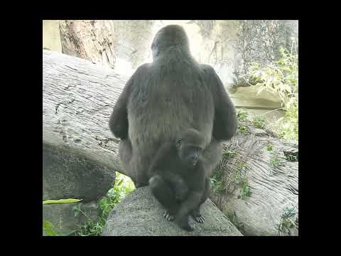 台北動物園で楽しむ銀背大猩猩の親子の自然な瞬間 サムネイル