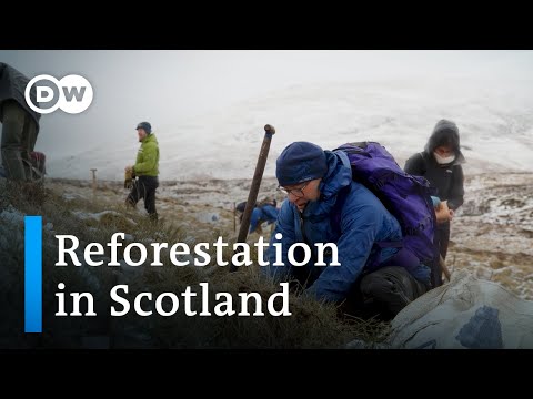 Back to the future: Reforesting Scotland's iconic hills | Focus on Europe