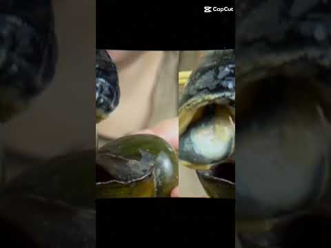 cơm sườn chiên và ốc bưu hấp xã