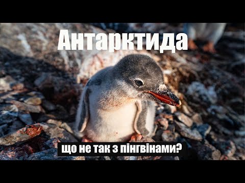 Що не так з тваринами в Антарктиді?