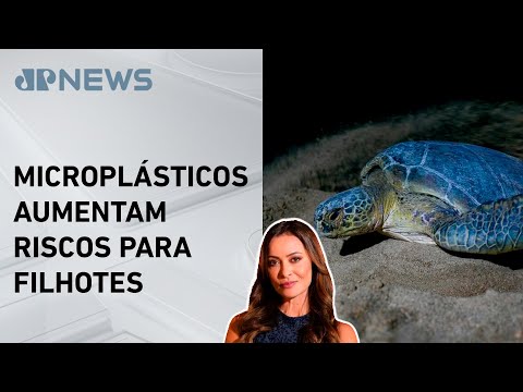 Mudanças climáticas provocam desaparecimento de tartarugas; Patrícia Costa comenta