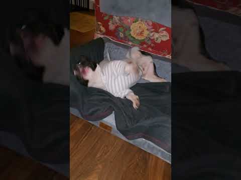 When you realize someone is taping your ticks #puppy #frenchie #frenchbulldog #love #goodboy #shorts