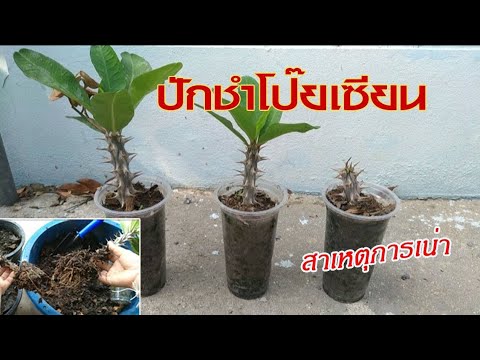 ปักชำโป๊ยเซียนให้รอด-รากตรึม-ต ปักชำโป๊ยเซียนให้รอด-รากตรึม-ต