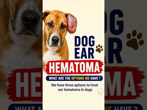 Dog Ear Hematoma Treatment | 3 Best Options Explained | Surgery vs Homeopathy | Dr SK Mishra