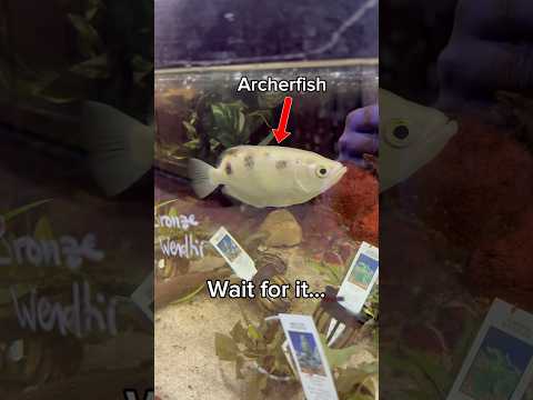 Did You Know Archerfish Can Do This? Archerfish are one of the most fascinating and unique fish in the aquarium world — and in this vid
