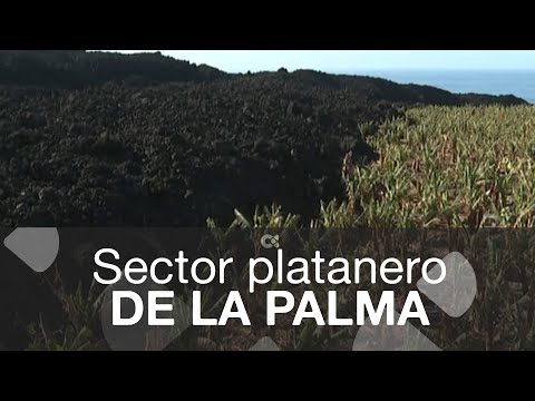 Situación del sector platanero de La Palma