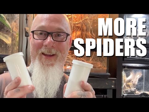 Setting up 2 New Spiders_ The Purple Earth Tiger a Today we are continuing with our setting up and landing two more incredible spiders from that order 