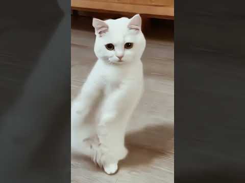 Cute cat funny dance#viralvideo #cuteanimals #dancingcat