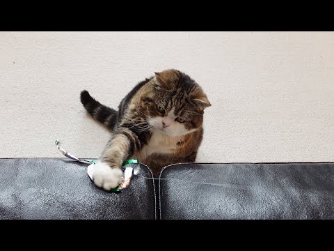 たくさん遊んでお昼寝するねこ。-Cats play a lot and take a nap.-