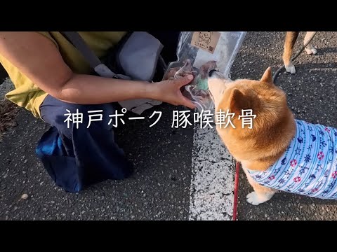 兵庫産神戸ポーク豚喉軟骨の魅力と安全性をご紹介 サムネイル
