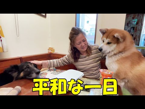 大型犬達とまったり過ごす日々・シェパード犬マック・秋田犬青空