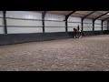 Dressage horse Toto jr. X Don Schufro