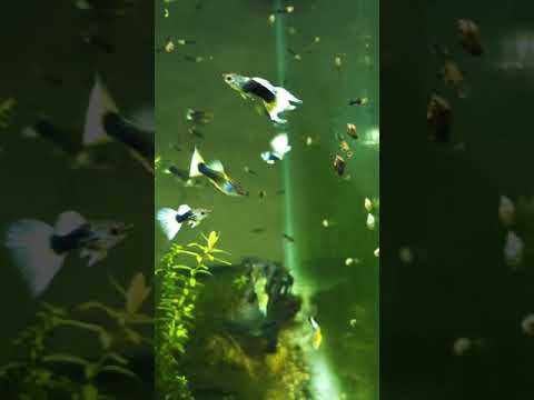A Million Guppies Eating Baby Brine Shrimp. #guppy some of my HB yellow eating live baby brine shrimp that I hatch out every day.