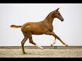 Dressage horse Nu in Prinsjesdag Online Veulenveiling: hengstveulen Trendsetter (Extreme U.S. x Taminiau x Bordeaux)