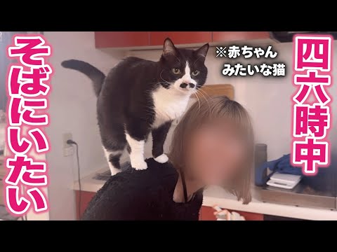 片時も離れたくない甘えん坊猫がとる行動がいちいち赤ちゃんっぽくて可愛すぎて困ってます！
