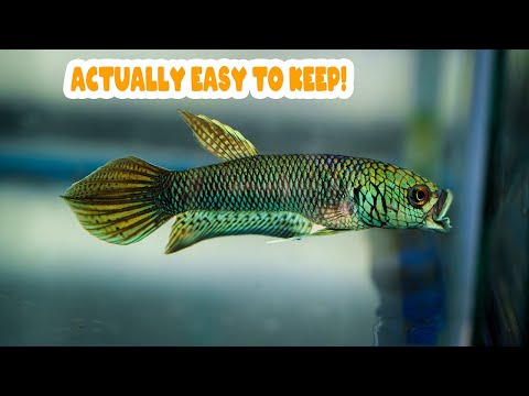 Ultimate guide to Betta Antuta, everyone should ge Meet Betta antuta, a stunning wild betta from the Unimaculata complex, native to Indonesia's Bulunga