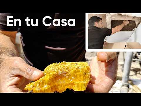 Como Reubicar abejas #129