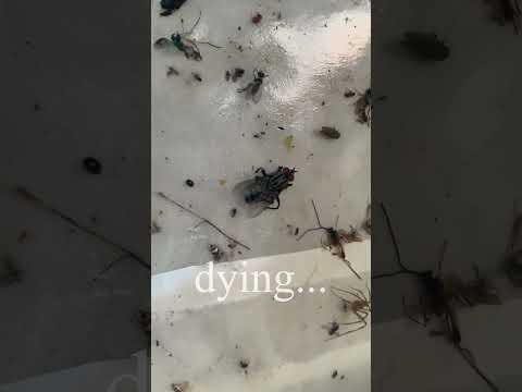 Rescuing an Innocent Fly Before It's Too Late 😔🕊️ #naturelovers #rescue