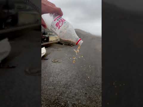 WATCH: Man shows power of Typhoon Krathon by pouring soda into heavy wind #shorts