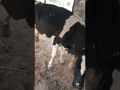 pashupalan video status