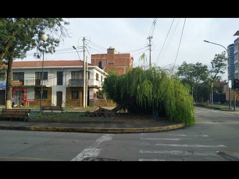 Otro árbol cae en Cochabamba a causa de las lluvias