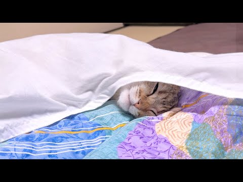 大きな赤ちゃん猫が布団に挟まってた…