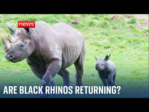Black rhinos: Population of endangered animals tops 1,000 in Kenya