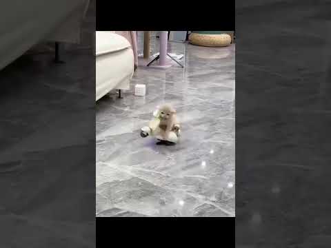 Cute little kitten🐈🐾 #viralvideo #cuteanimal #cute #kitten #trending #catshorts #explore #shortvideo