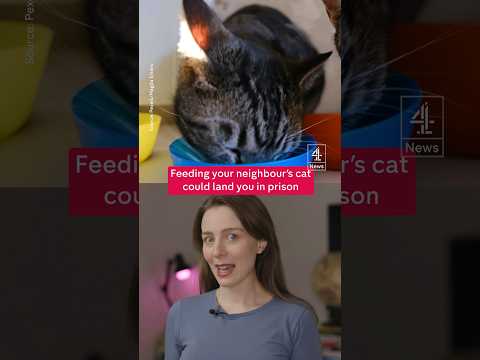 Taking over neighbour's cat could be illegal