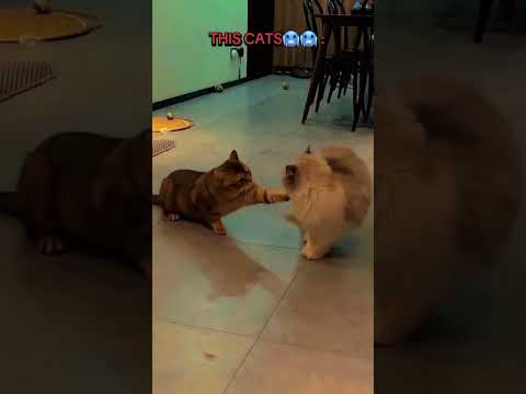 Wwe Cats vs this one ☠️ #catshorts #cat #catlovers