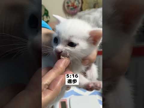 ミルクを飲んだ後のゲップが豪快すぎる赤ちゃん猫の朝ルーティン