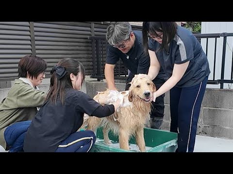 初めて皆でお風呂に。小さい君の凄すぎる姿に驚いた！【Golden Retriever japan】