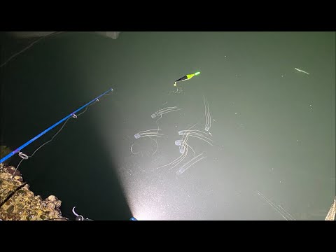 【配信】お盆の夜にイカ釣りしたって良い