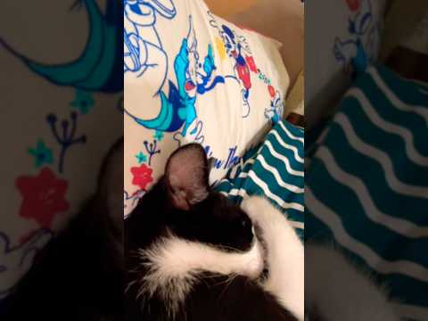 かわいい仕草に癒される#shots #cat #好きな子猫 #モフ猫 #ハムスター #子ネコ #hamster #癒し #キンクマ #ロボロフスキー #ハチワレ #かわいい #cute .