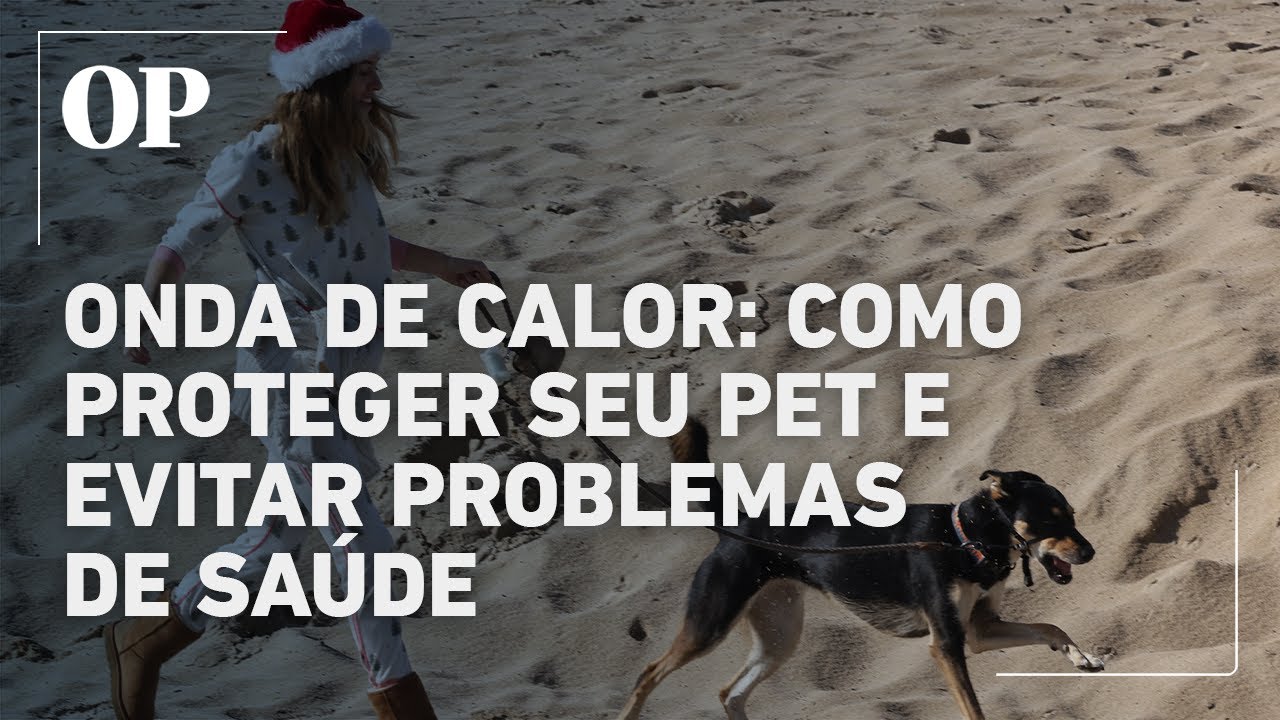 Onda de calor: Como proteger seu pet e evitar problemas de saúde