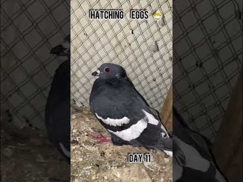 Black Gandadar Eggs #shorts#reels#pigeon#kabutar#hatching#egg#pigeonbreeding