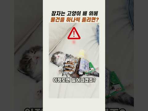 <strong>잠자는</strong> 고양이 배위에 물건을 올리면? #귀여운고양이 #아기고양이 #냥이