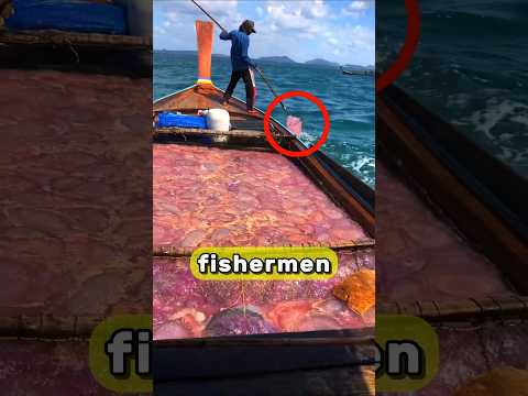 Thousands Of Jellyfishes In One Boat