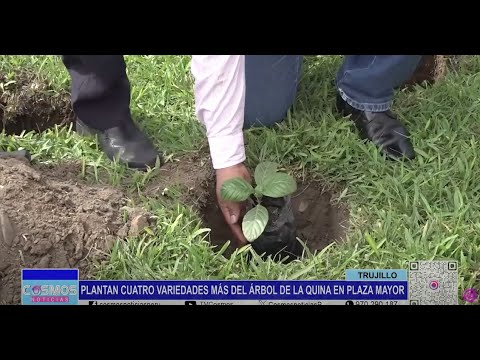 Trujillo: plantan cuatro variedades más del árbol de La Quina en Plaza Mayor