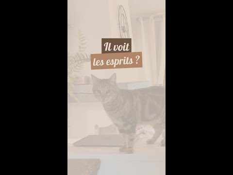 Mon chat, prêt pour Halloween… il voit déjà les fantômes … 👻
