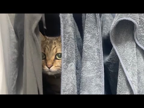 猫の動画サムネイル - 猫とかくれんぼしたら絶対に勝てない理由がこちらです…