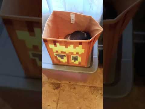 🎃 Halloween Shenanigans🎃😸