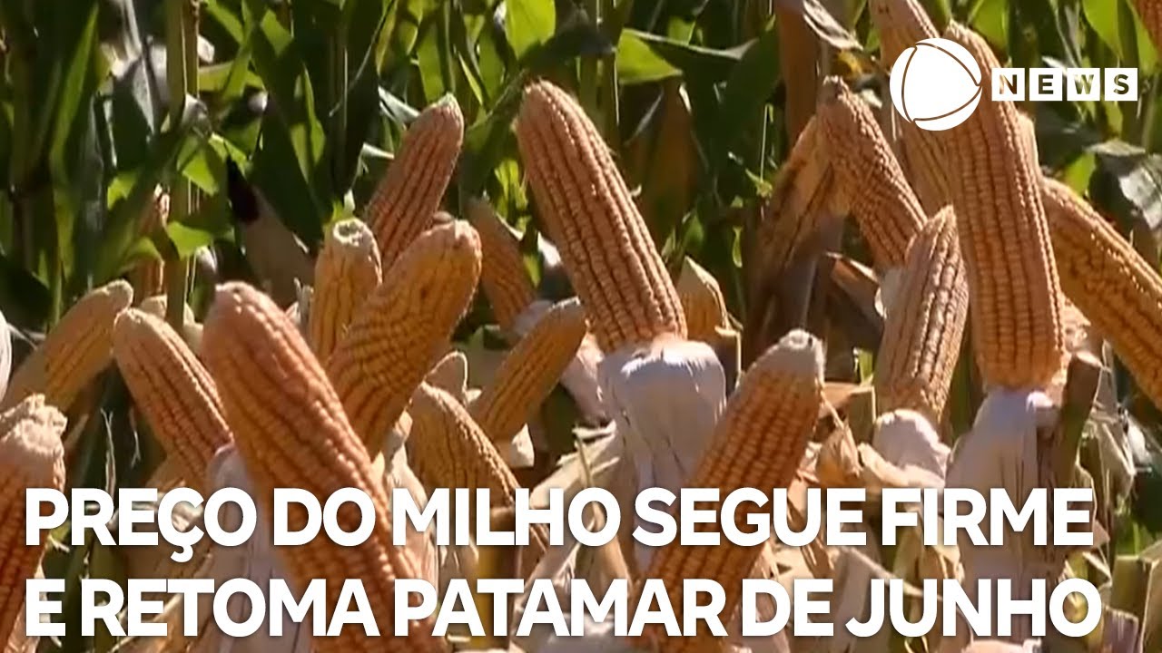 Preço do milho segue firme e retoma patamar de junho