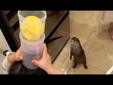 アイス（おもちゃ）食べないカワウソvs 食べさせたい子供 Otter that won't eat ice cream (toy) vs. child who wants to be fed.